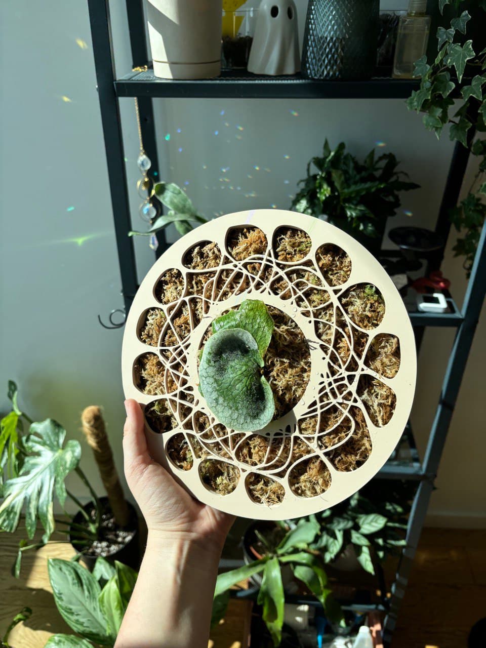 Настінний модуль для кріплення платіцеріума